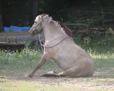 Perfect kids horse