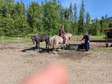 Perfect kids horse - Photo 5