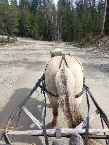 Perfect kids horse - Photo 6