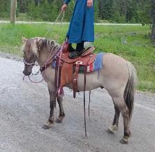 Perfect kids horse - Photo 10