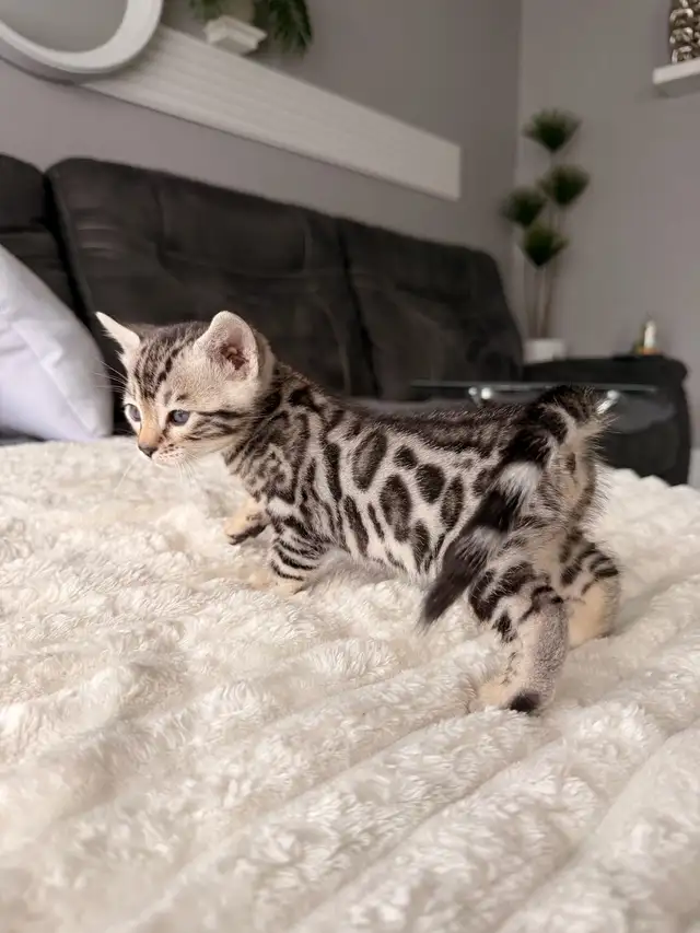 Bengal pure race (enregistré TICA)