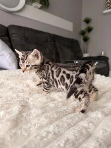 Bengal pure race (enregistré TICA)