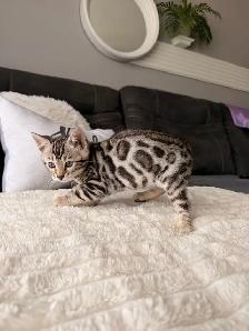 Bengal pure race (enregistré TICA) - Photo 2