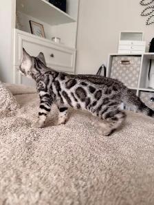 Bengal pure race (enregistré TICA) - Photo 3