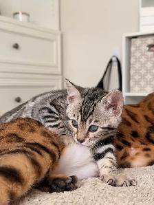 Bengal pure race (enregistré TICA) - Photo 4