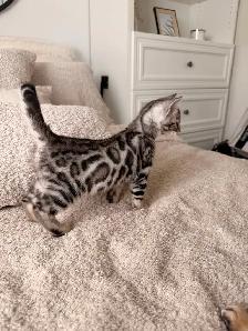 Bengal pure race (enregistré TICA) - Photo 5