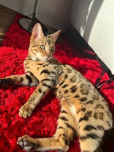 Bengal pure race (enregistré TICA) - Photo 6