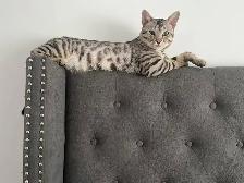 Bengal pure race (enregistré TICA) - Photo 7