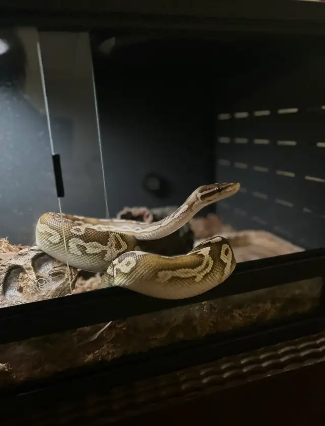 Ball Python