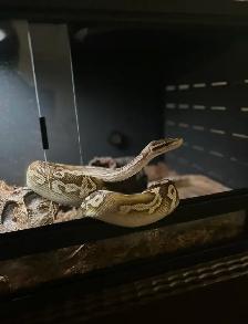 Ball Python