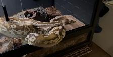 Ball Python - Photo 2