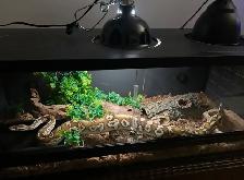 Ball Python - Photo 3