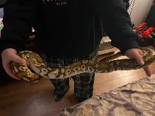 Ball Python - Photo 4