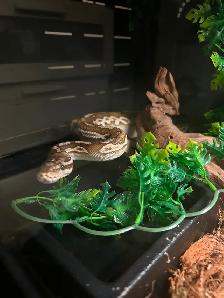 Ball Python - Photo 5