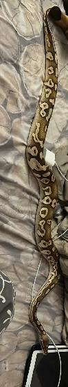 Ball Python - Photo 6