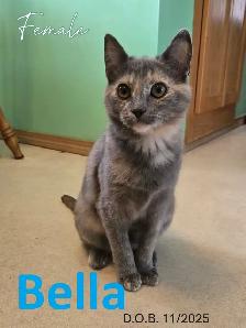 HARVEST SKY ANIMAL RESCUE - 14 ADOPTABLE KITTENS & CATS!!