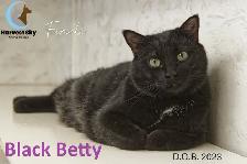 HARVEST SKY ANIMAL RESCUE - 14 ADOPTABLE KITTENS & CATS!! - Photo 4