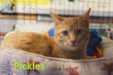 HARVEST SKY ANIMAL RESCUE - 14 ADOPTABLE KITTENS & CATS!! - Photo 8