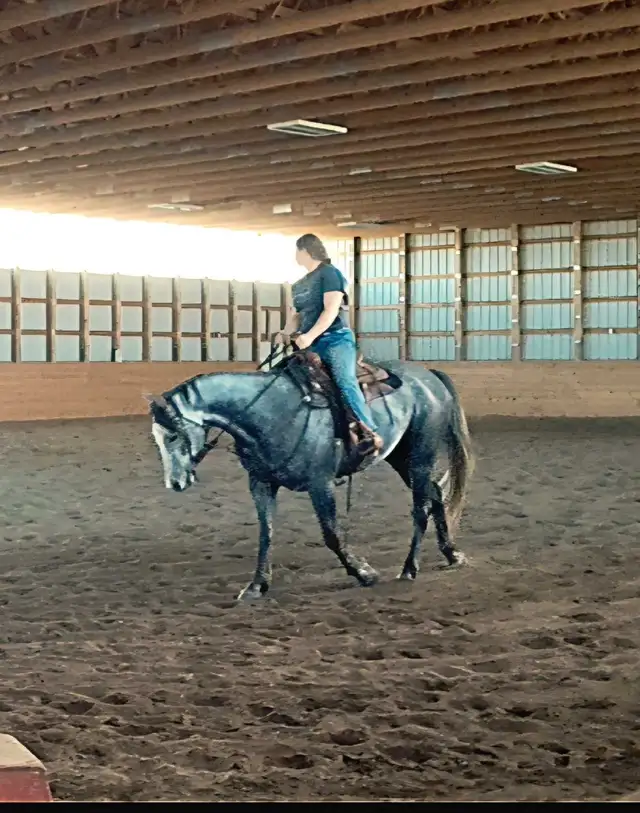 Grade Quarter horse gelding