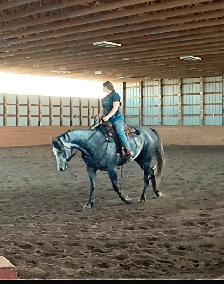 Grade Quarter horse gelding