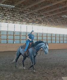 Grade Quarter horse gelding - Photo 2