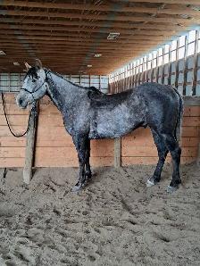 Grade Quarter horse gelding - Photo 3