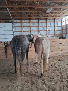 Grade Quarter horse gelding - Photo 4