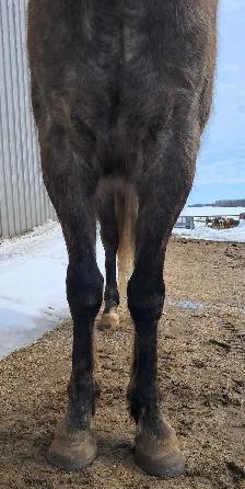 Grade Quarter horse gelding - Photo 6