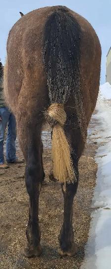 Grade Quarter horse gelding - Photo 7