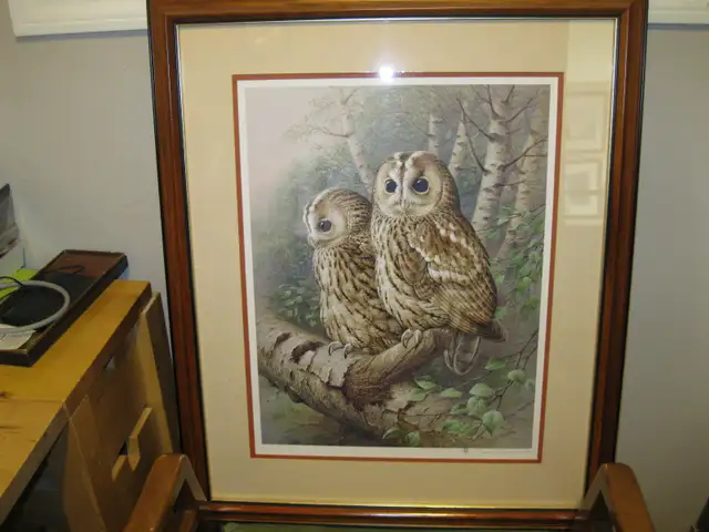 Tawny Owls Picture