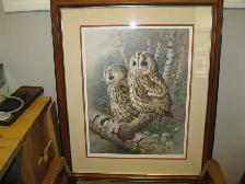 Tawny Owls Picture