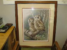 Tawny Owls Picture - Photo 4