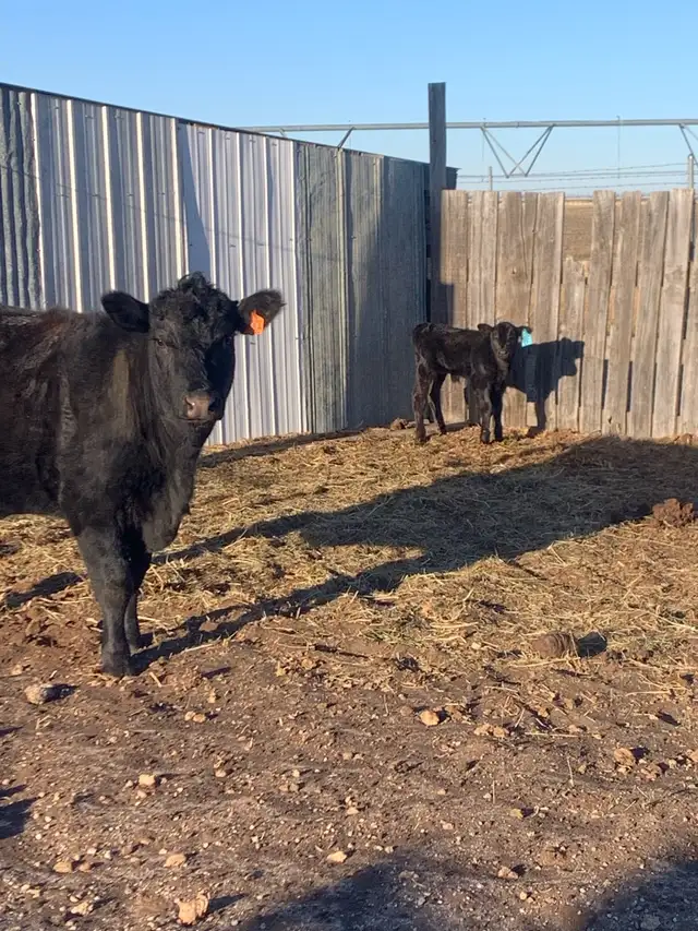 yearling bulls