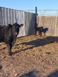 yearling bulls