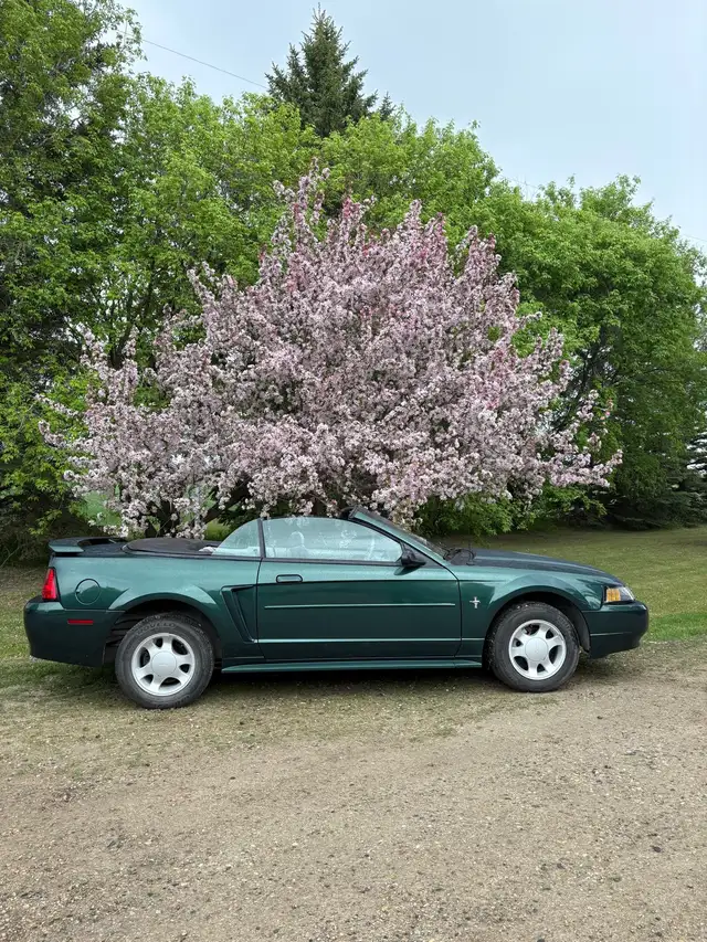 2001 ford mustang