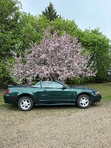 2001 ford mustang