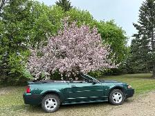 2001 ford mustang - Photo 2