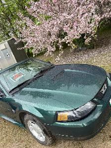 2001 ford mustang - Photo 3