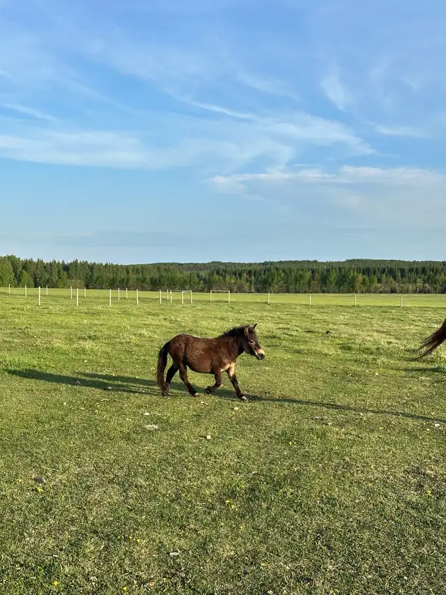 Mini mule