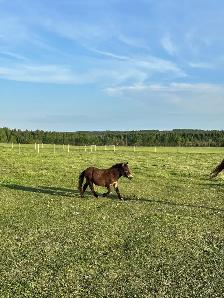 Mini mule