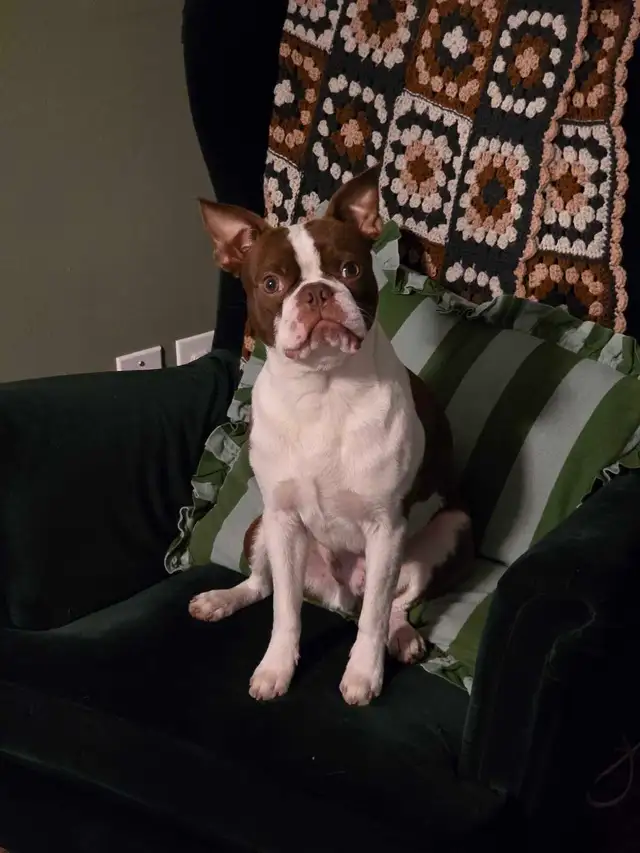 Lost dog - Newton (brown and white boston terrier)