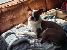 Lost dog - Newton (brown and white boston terrier) - Photo 2