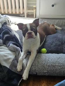 Lost dog - Newton (brown and white boston terrier) - Photo 3