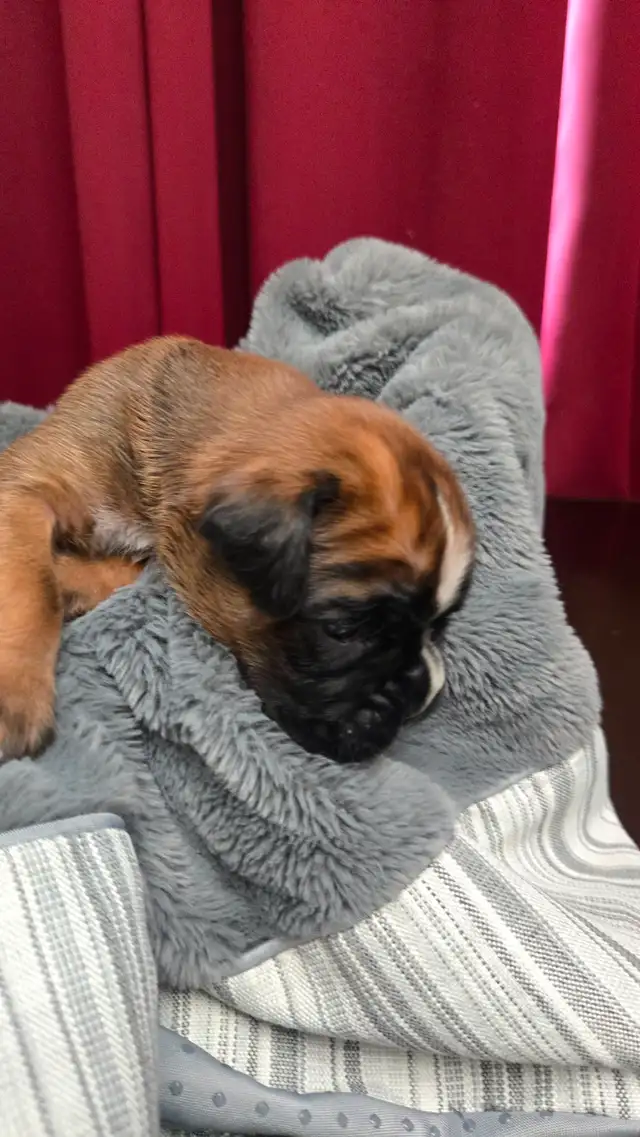 CKC Registered European Boxer Puppies - male and female