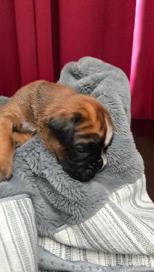 CKC Registered European Boxer Puppies - male and female