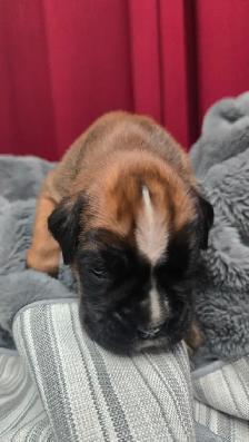 CKC Registered European Boxer Puppies - male and female - Photo 2