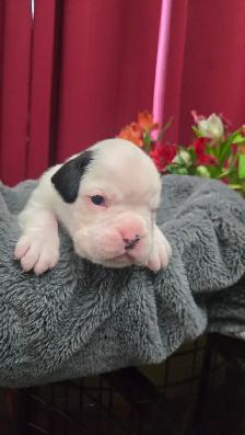 CKC Registered European Boxer Puppies - male and female - Photo 3