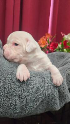 CKC Registered European Boxer Puppies - male and female - Photo 4