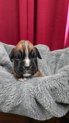 CKC Registered European Boxer Puppies - male and female - Photo 5