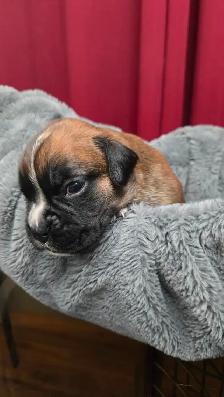CKC Registered European Boxer Puppies - male and female - Photo 6